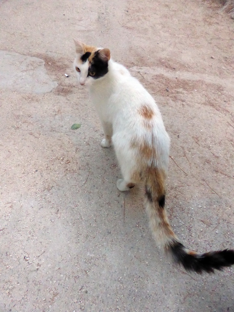 Cat at the entrance to the Greek Theatre at the Parco Archeologico della Neapolis park