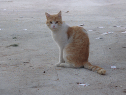 Cat at the entrance to the Greek Theatre at the Parco Archeologico della Neapolis park