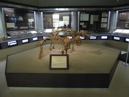 Skeletons of the Palaeoloxodon falconeri (Sicilyan Pigmy Elephant) from the Grotta Spinagallo cave, at the ground floor of the Paolo Orsi Archaeological Museum
