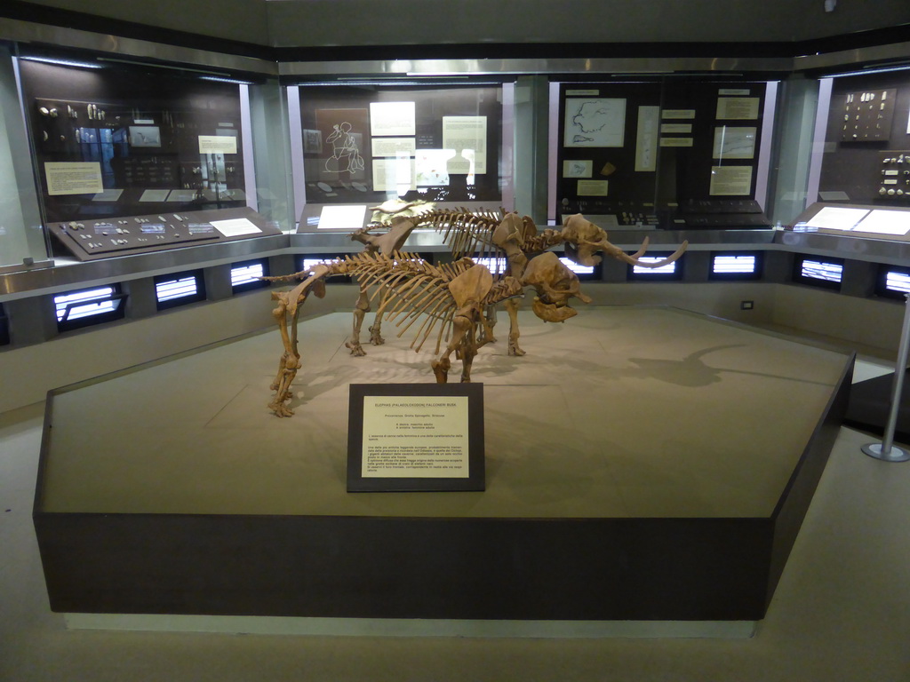 Skeletons of the Palaeoloxodon falconeri (Sicilyan Pigmy Elephant) from the Grotta Spinagallo cave, at the ground floor of the Paolo Orsi Archaeological Museum