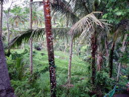 The south part of the Tegalalang rice terraces