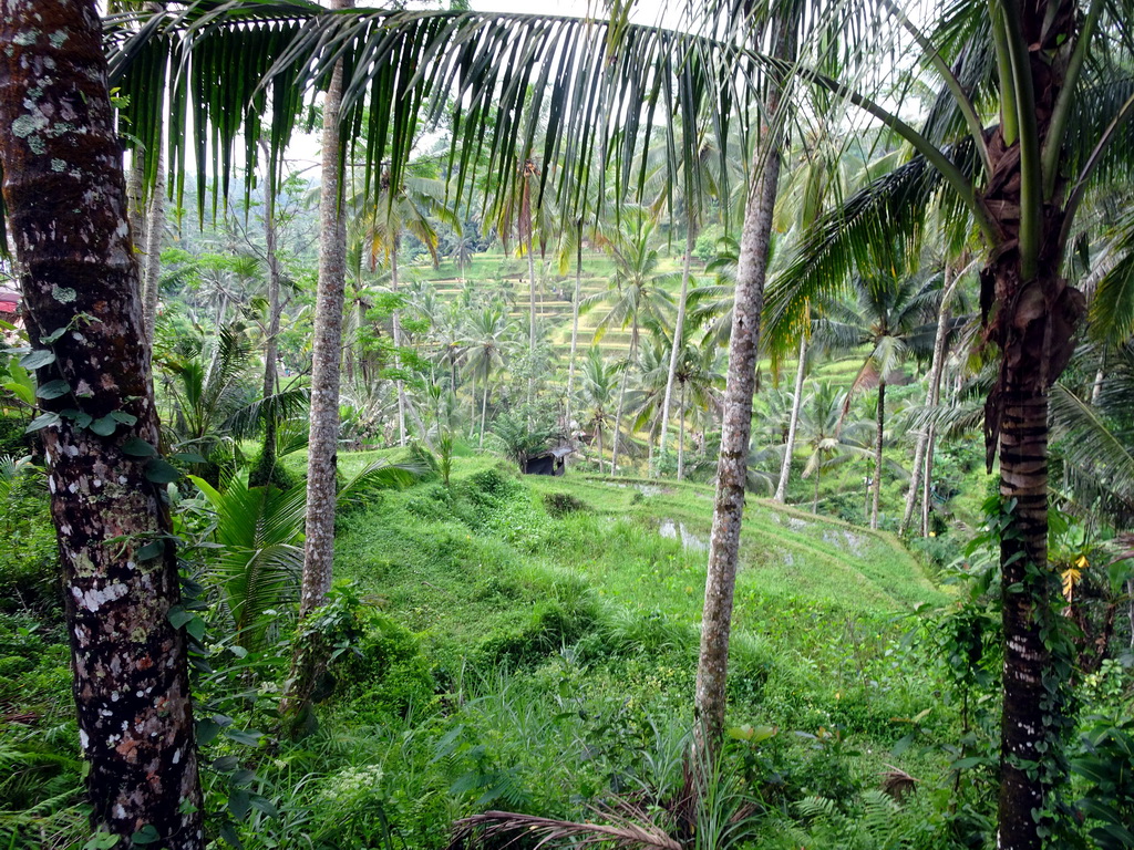 The south part of the Tegalalang rice terraces