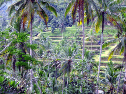 The south part of the Tegalalang rice terraces