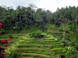 The center part of the Tegalalang rice terraces, viewed from the Jalan Raya Tegalalang street