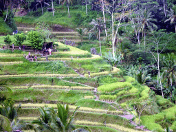 The center part of the Tegalalang rice terraces, viewed from the Jalan Raya Tegalalang street