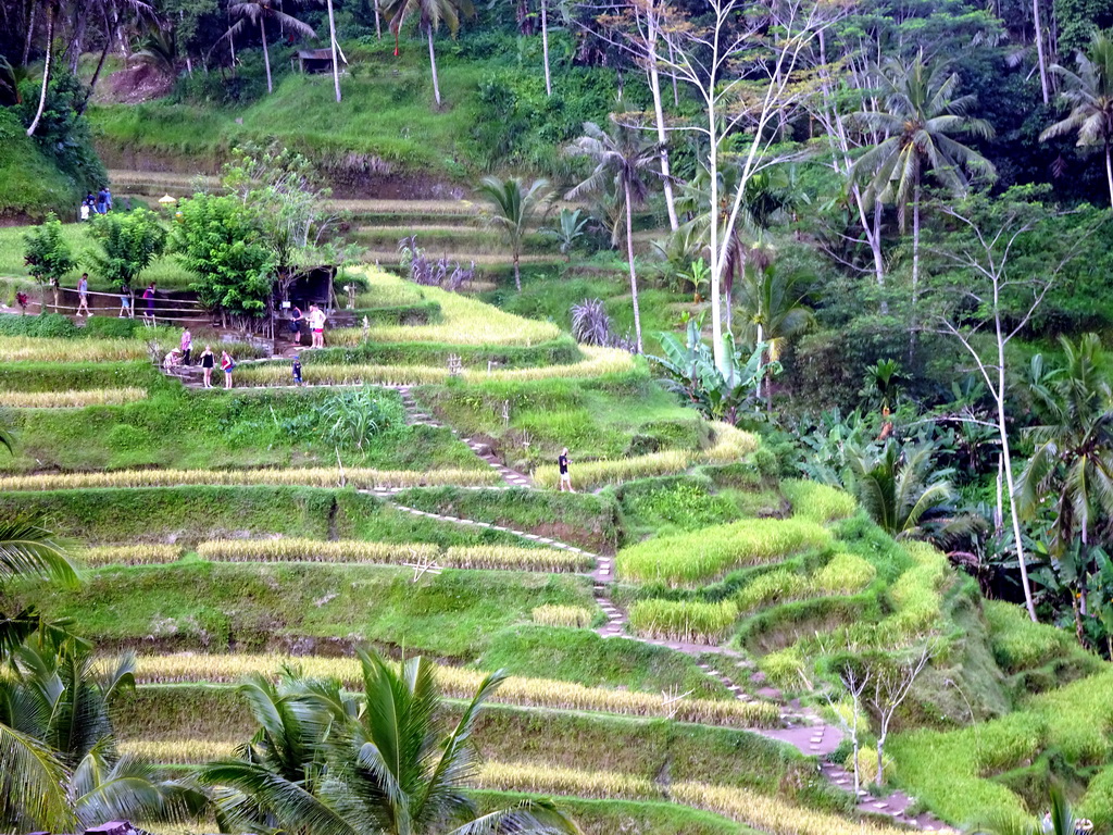 The center part of the Tegalalang rice terraces, viewed from the Jalan Raya Tegalalang street