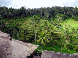 The center part of the Tegalalang rice terraces, viewed from the Jalan Raya Tegalalang street