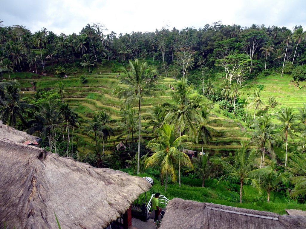 The center part of the Tegalalang rice terraces, viewed from the Jalan Raya Tegalalang street