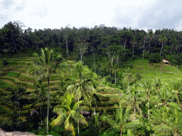 The center part of the Tegalalang rice terraces, viewed from the Jalan Raya Tegalalang street