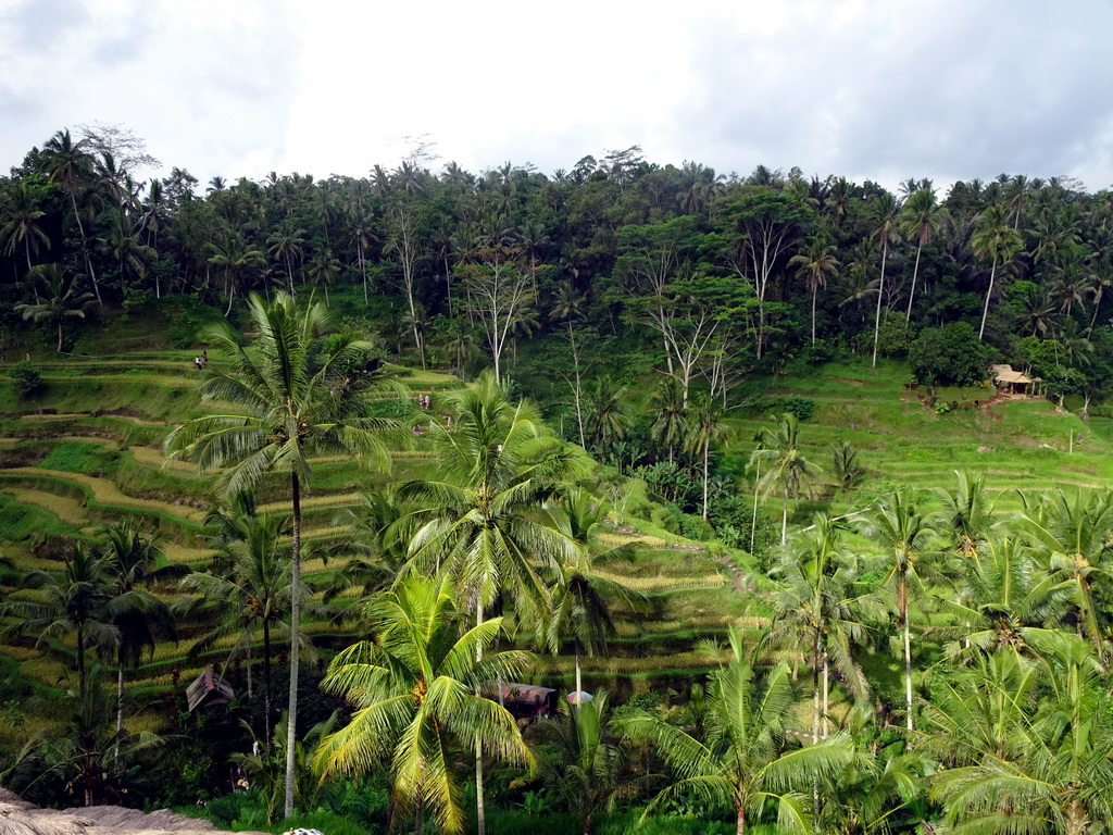 The center part of the Tegalalang rice terraces, viewed from the Jalan Raya Tegalalang street