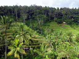 The center part of the Tegalalang rice terraces, viewed from the Jalan Raya Tegalalang street