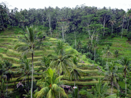 The center part of the Tegalalang rice terraces, viewed from the Jalan Raya Tegalalang street