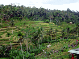The center part of the Tegalalang rice terraces, viewed from the Jalan Raya Tegalalang street