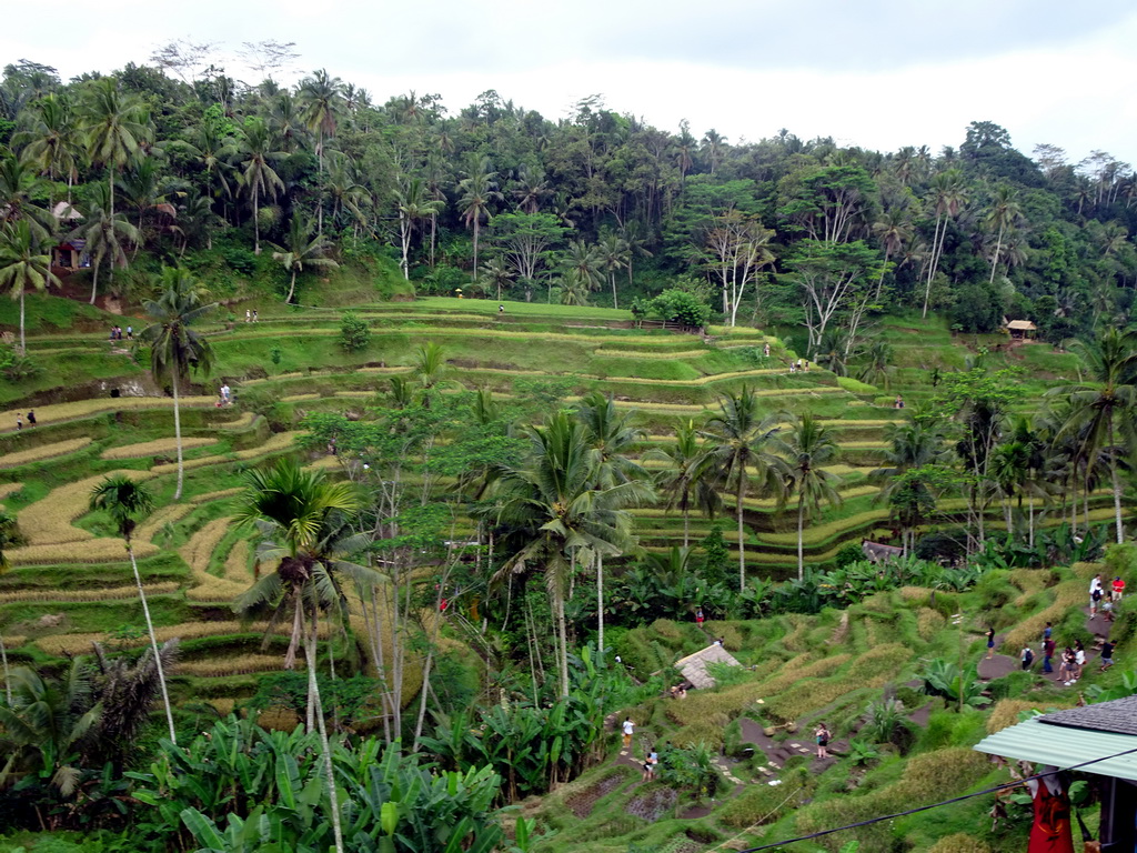 The center part of the Tegalalang rice terraces, viewed from the Jalan Raya Tegalalang street