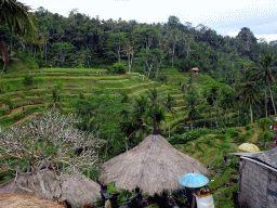 Café and the center part of the Tegalalang rice terraces, viewed from the Jalan Raya Tegalalang street