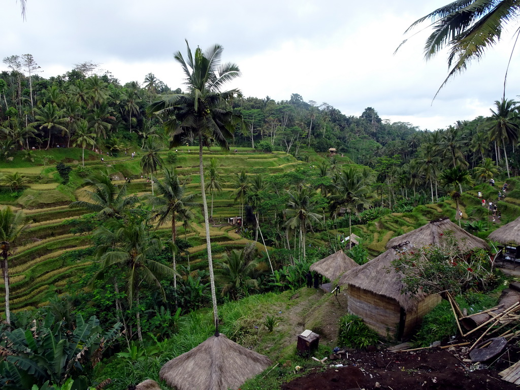 Houses and the center part of the Tegalalang rice terraces, viewed from the Jalan Raya Tegalalang street