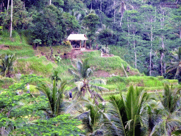 Pavilion at the center part of the Tegalalang rice terraces, viewed from the Jalan Raya Tegalalang street