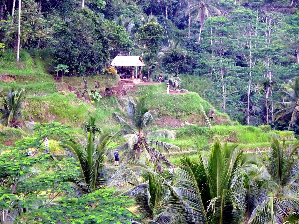 Pavilion at the center part of the Tegalalang rice terraces, viewed from the Jalan Raya Tegalalang street
