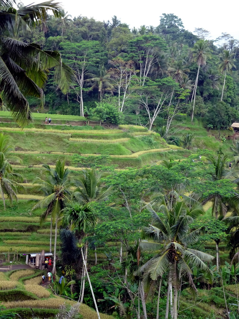 The center part of the Tegalalang rice terraces, viewed from the Jalan Raya Tegalalang street