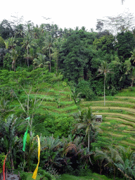 The north part of the Tegalalang rice terraces, viewed from the Jalan Raya Tegalalang street