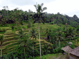 The center part of the Tegalalang rice terraces, viewed from the Jalan Raya Tegalalang street