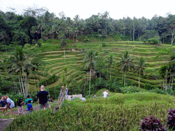 The center part of the Tegalalang rice terraces, viewed from the staircase through the rice fields