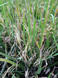 Rice plants at the center part of the Tegalalang rice terraces, viewed from the staircase through the rice fields