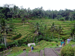 The center part of the Tegalalang rice terraces, viewed from the staircase through the rice fields