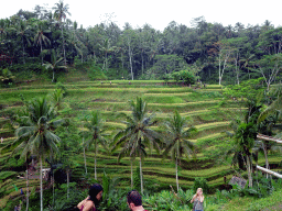 The center part of the Tegalalang rice terraces, viewed from the staircase through the rice fields