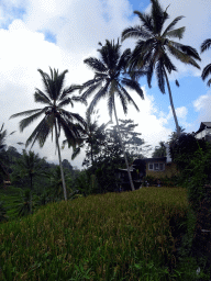 Rice plants and trees at the center part of the Tegalalang rice terraces, viewed from the staircase through the rice fields