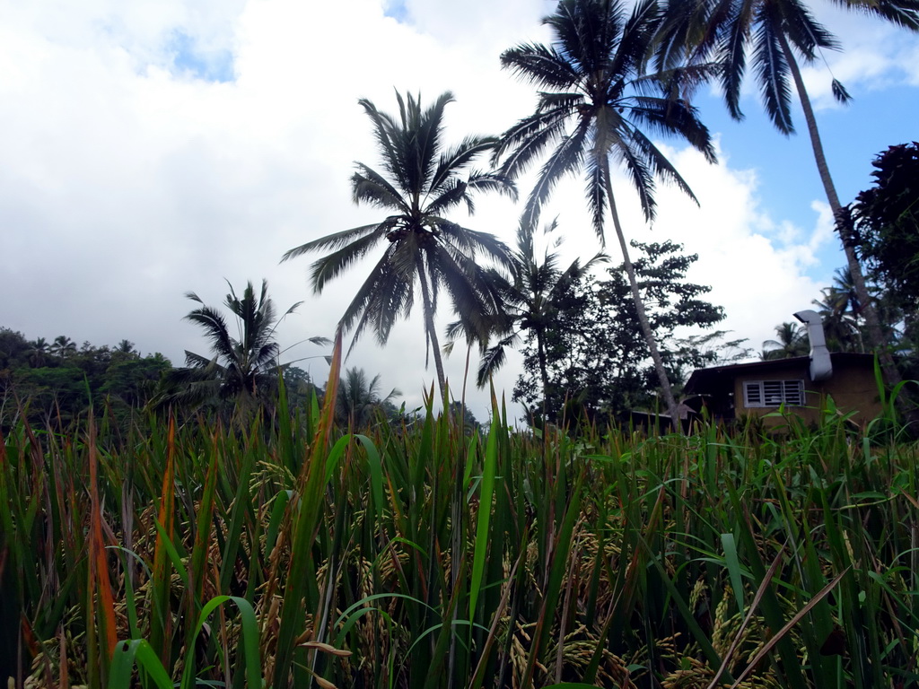 Rice plants and trees at the center part of the Tegalalang rice terraces, viewed from the staircase through the rice fields