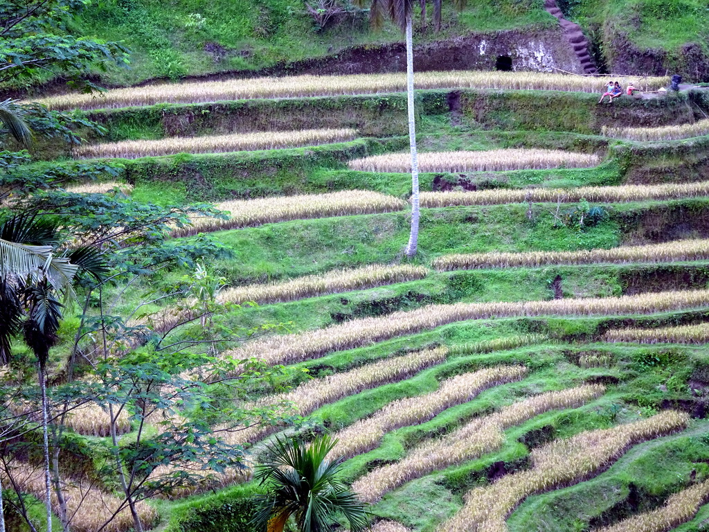 The center part of the Tegalalang rice terraces, viewed from the staircase through the rice fields