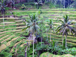 The center part of the Tegalalang rice terraces, viewed from the staircase through the rice fields