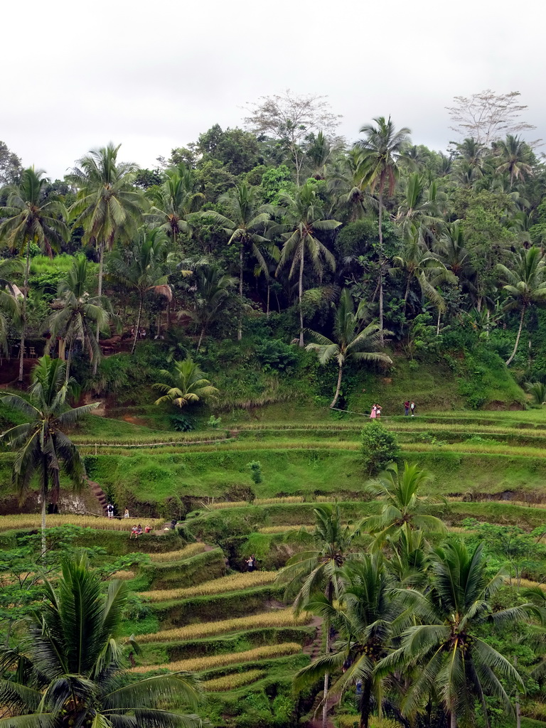 The center part of the Tegalalang rice terraces, viewed from the Jalan Raya Tegalalang street