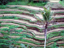 The north part of the Tegalalang rice terraces, viewed from the Lumbing Sari Warung café