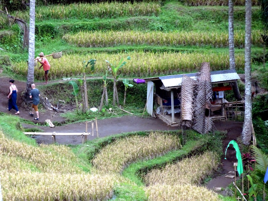 Shack at the lowest point of the center part of the Tegalalang rice terraces, viewed from the Lumbing Sari Warung café