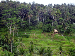 The center part of the Tegalalang rice terraces, viewed from the Jalan Raya Tegalalang street