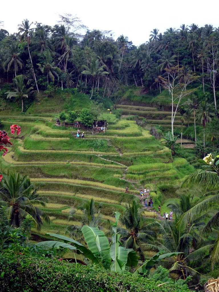 The center part of the Tegalalang rice terraces, viewed from the Jalan Raya Tegalalang street