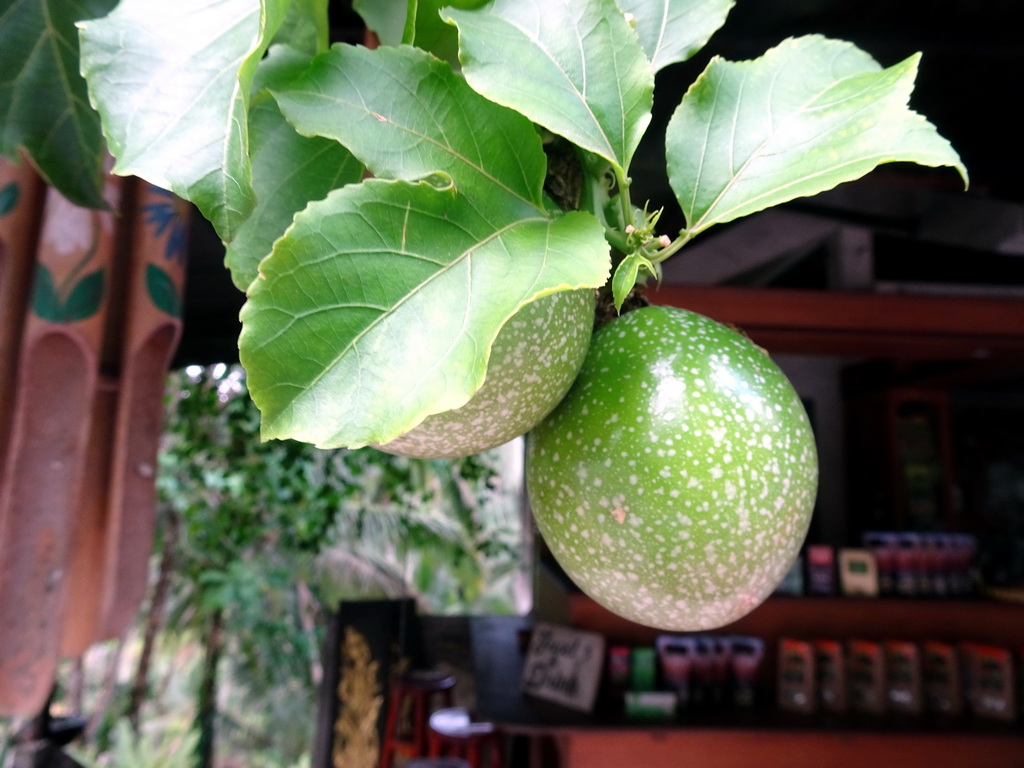 Fruit hanging in front of a café at the Jalan Raya Tegalalang street