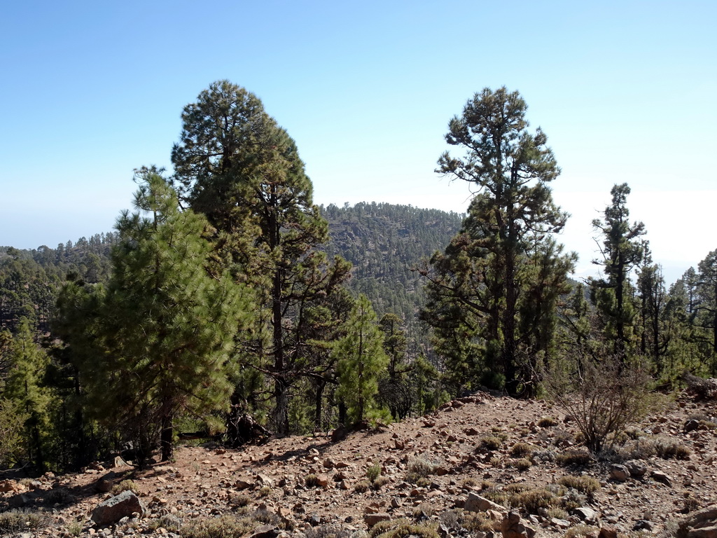 Hills and trees on the southwest side of the Teide National Park, viewed from a parking place along the TF-21 road