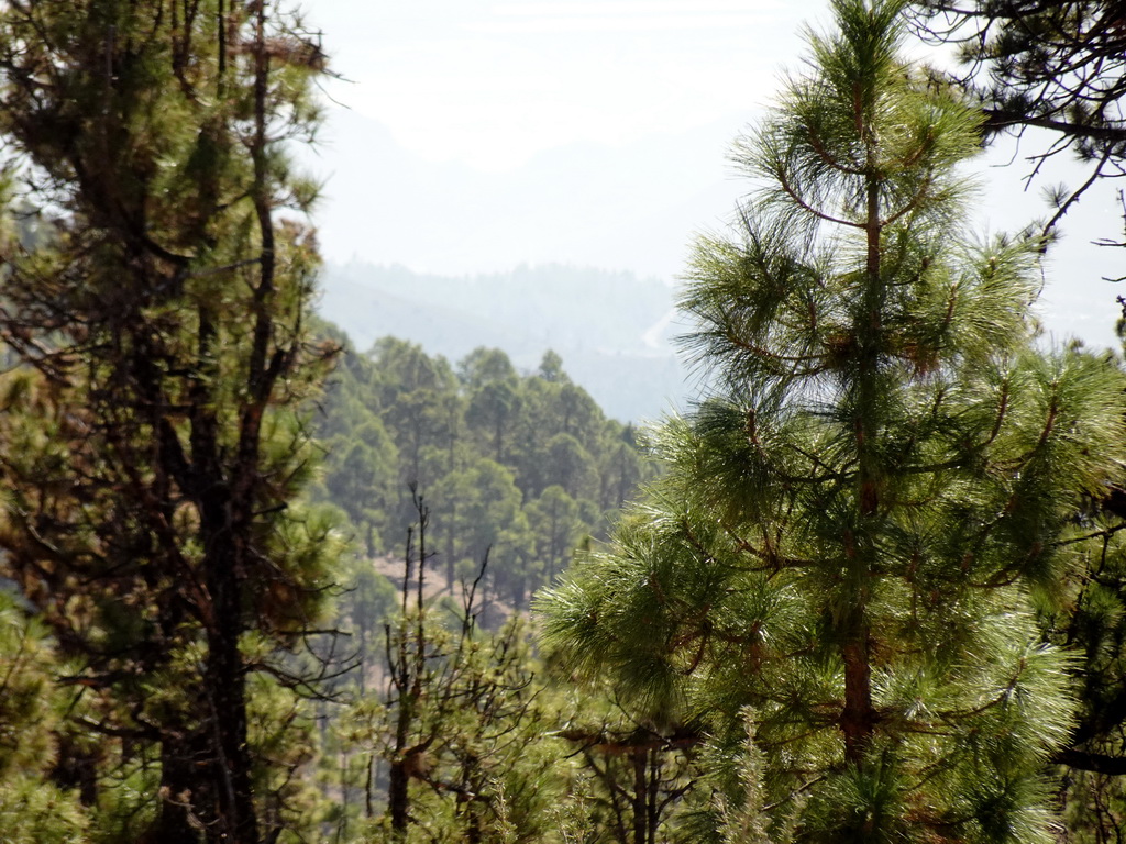 Hills and trees on the southwest side of the Teide National Park, viewed from a parking place along the TF-21 road