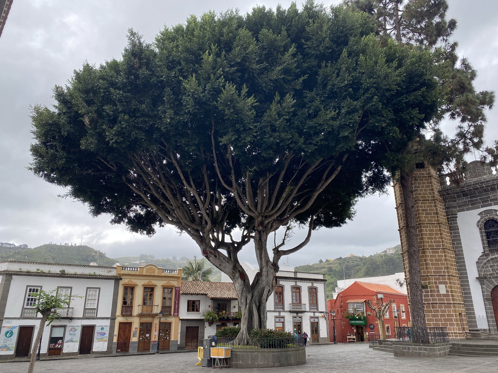 Large tree at the Plaza Nuestra Señora del Pino square