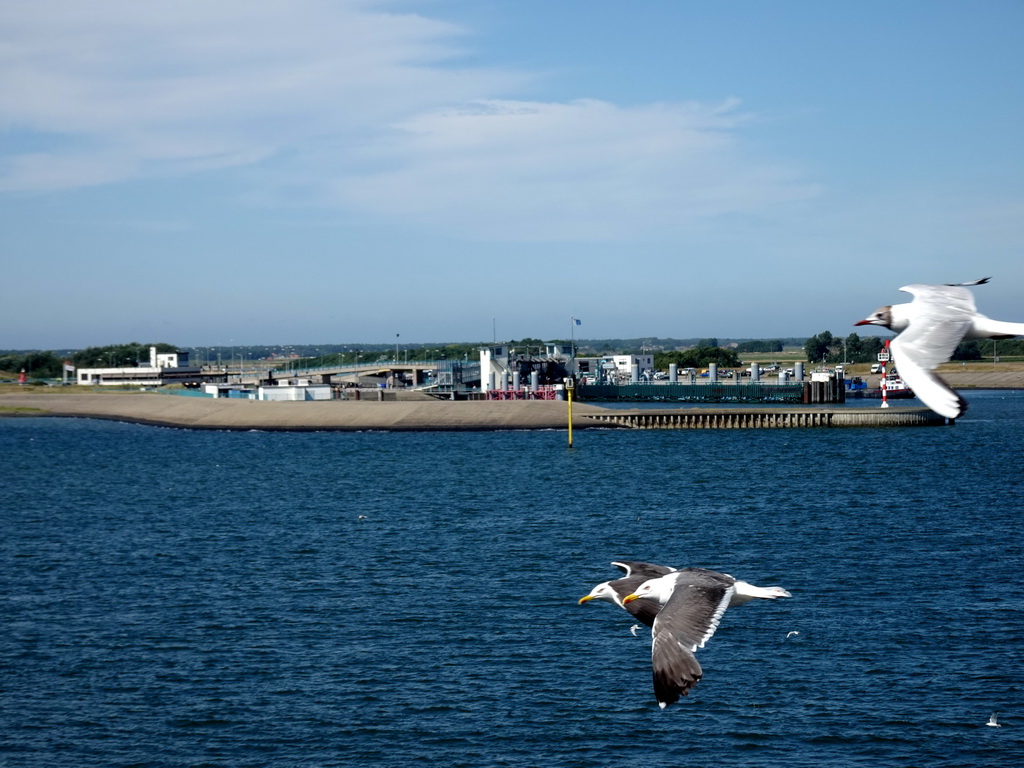 Seagulls and the TESO Ferry Port at `t Horntje, viewed from the deck of the fifth floor of the ferry from Den Helder