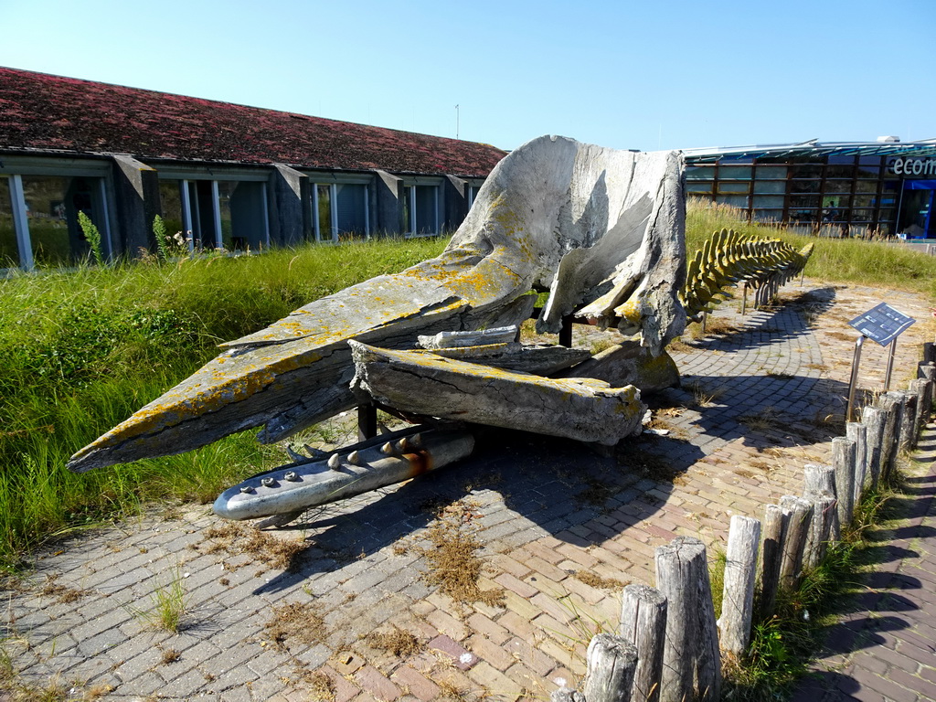 Skeleton of a Sperm Whale in front of the Ecomare seal sanctuary at the Ruijslaan street at De Koog