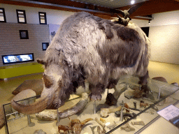 Statue of a Woolly Rhinoceros at the Texel room at the Ecomare seal sanctuary at De Koog