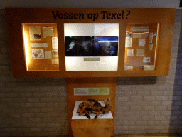 Information on Foxes on Texel at the Texel room at the Ecomare seal sanctuary at De Koog