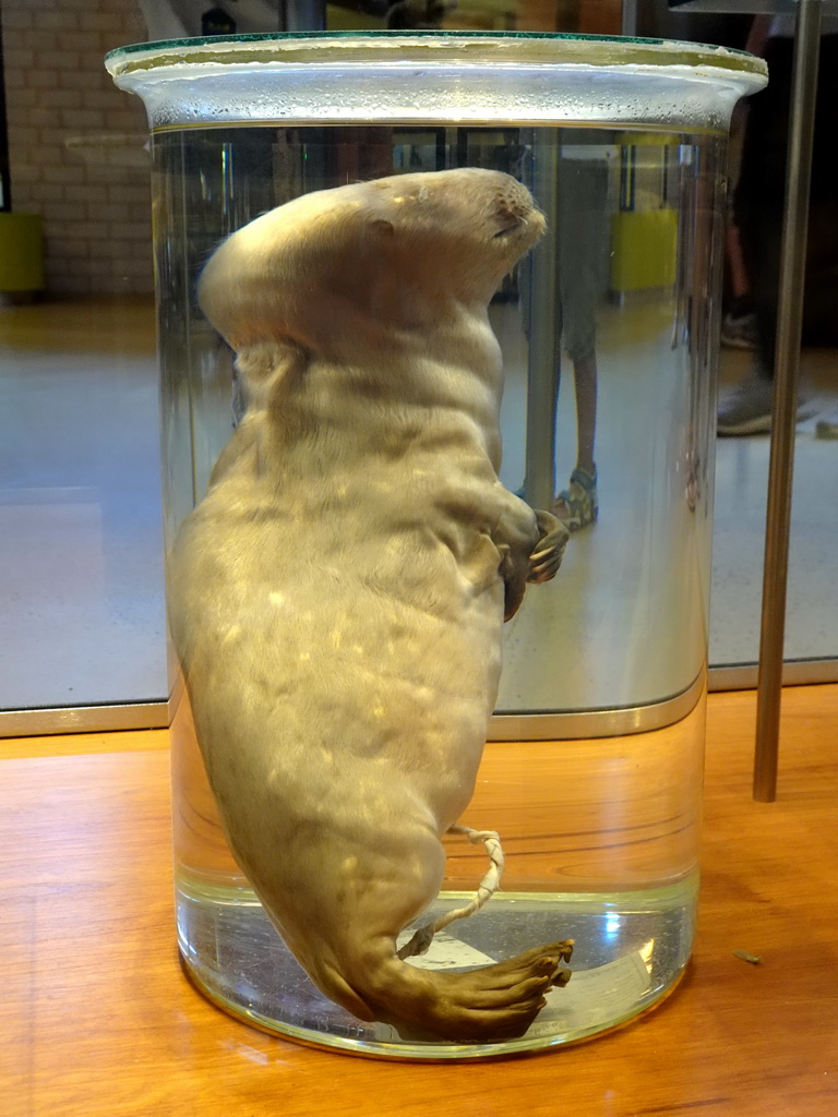 Stuffed Seal at the Texel room at the Ecomare seal sanctuary at De Koog