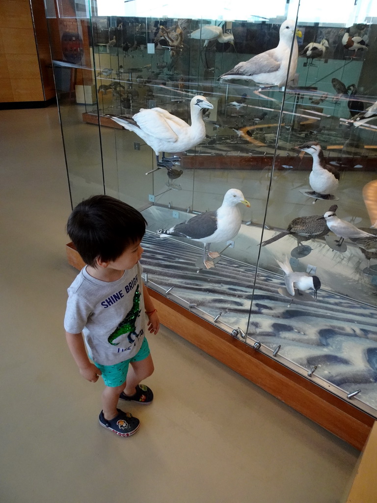 Max with stuffed birds at the Vogelverdieping room at the Ecomare seal sanctuary at De Koog