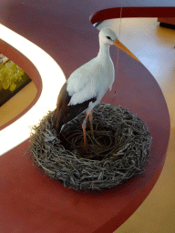 Stuffed Stork at the Vogelverdieping room at the Ecomare seal sanctuary at De Koog