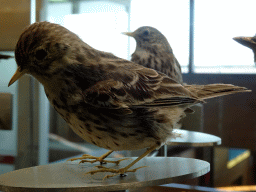 Stuffed birds at the Vogelverdieping room at the Ecomare seal sanctuary at De Koog